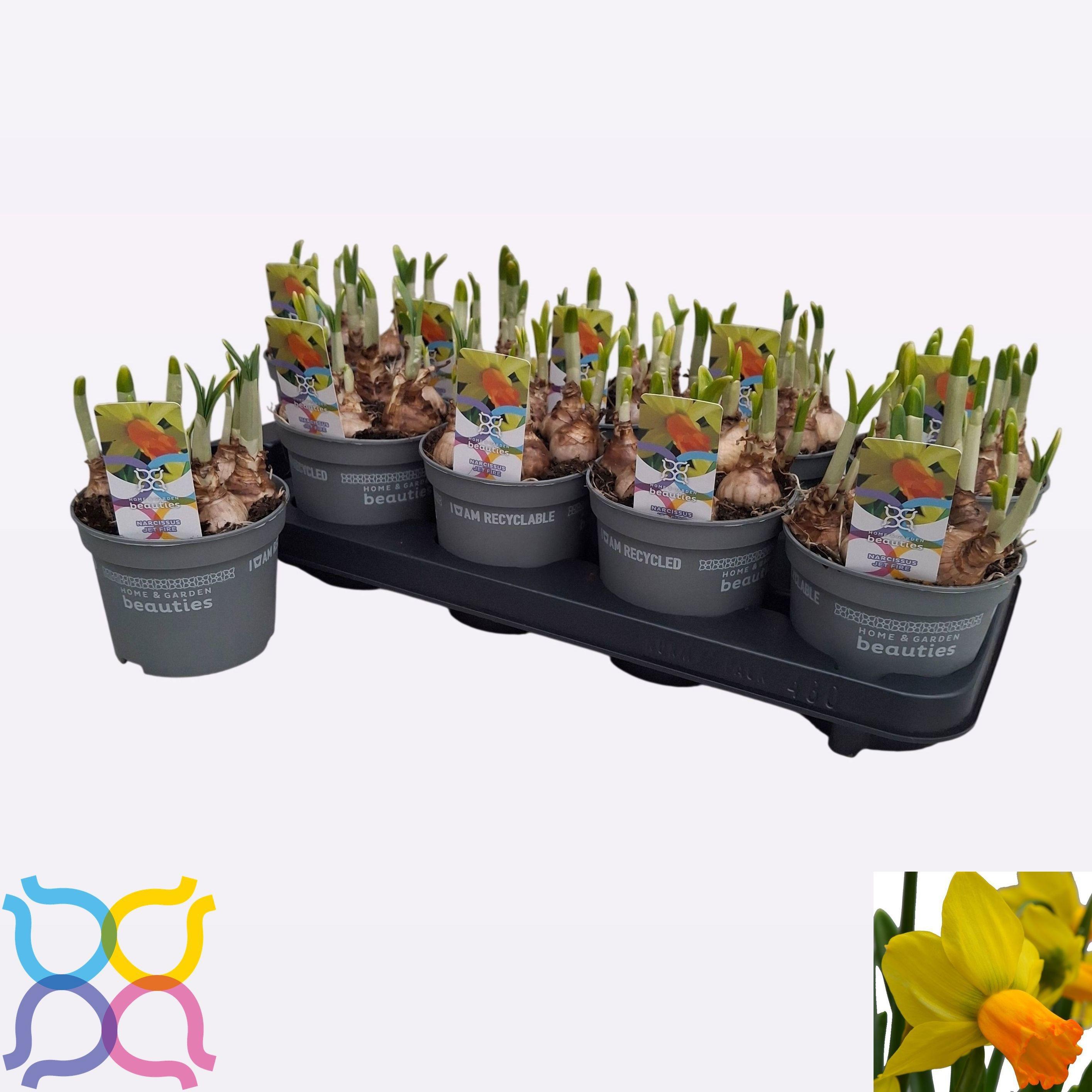 Горшечные цветы и растения оптом Narc C Jetfire от 10шт из Голландии с доставкой по России Горшечные цветы и растения оптом Narc C Jetfire от 10шт из Голландии с доставкой по России