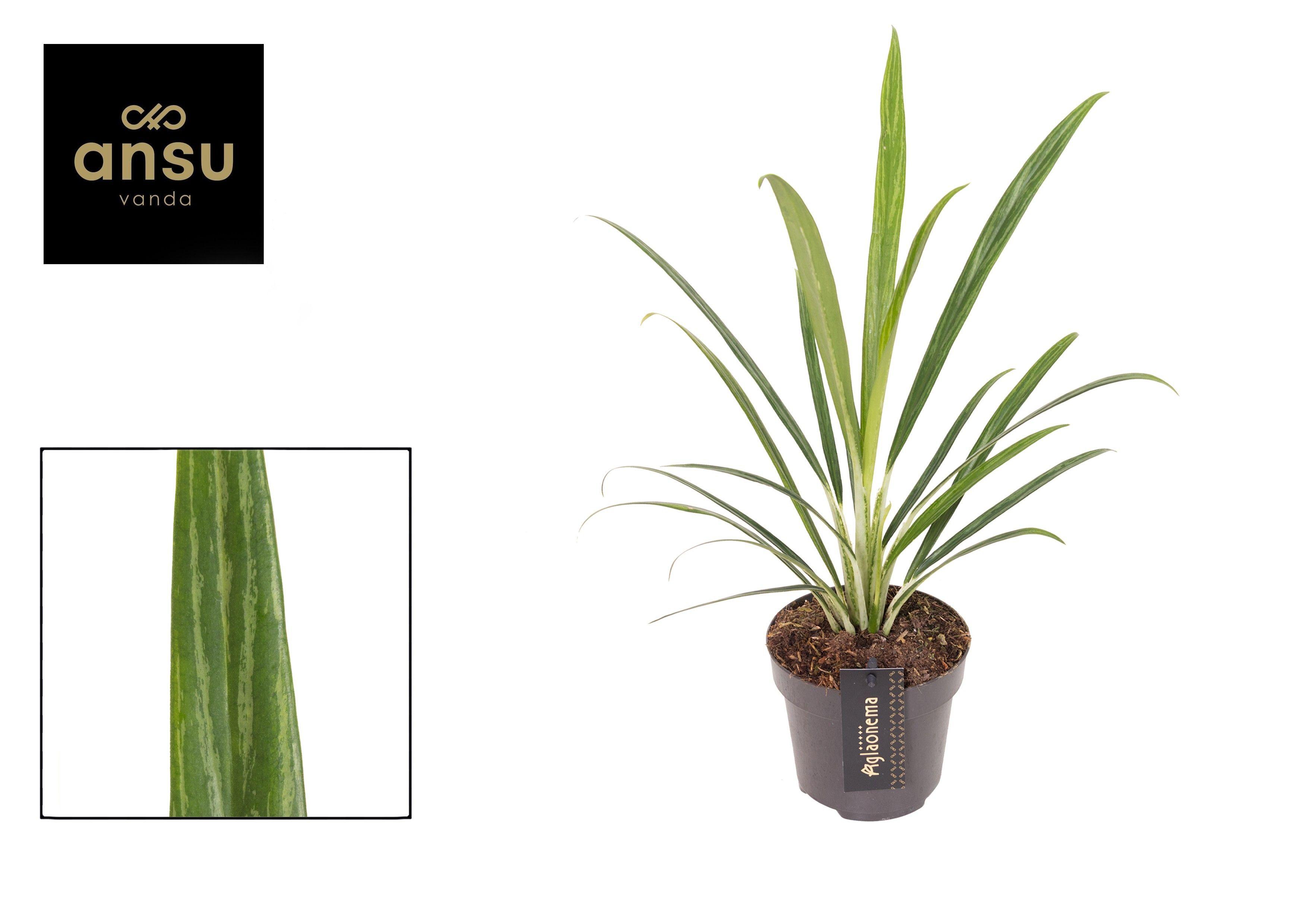 Горшечные цветы и растения оптом Aglaonema Forest Grass от 6шт из Голландии с доставкой по России