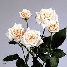 Срезанные цветы оптом Rosa spray garden pink majolica от 36шт из Голландии с доставкой по России