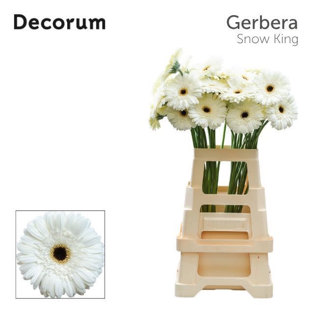 Срезанные цветы оптом Gerbera snow king от 40шт из Голландии с доставкой по России
