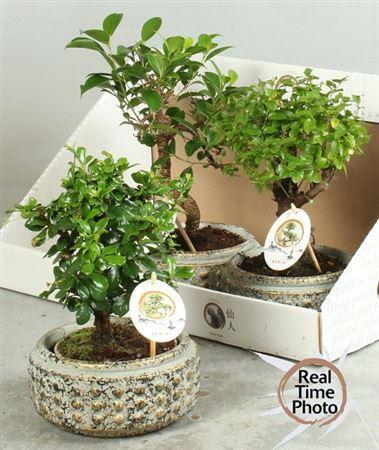 Горшечные цветы и растения оптом Bonsai Gem от 3шт из Голландии с доставкой по России