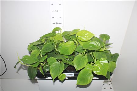 Горшечные цветы и растения оптом Philodendron Scandens от 10шт из Голландии с доставкой по России