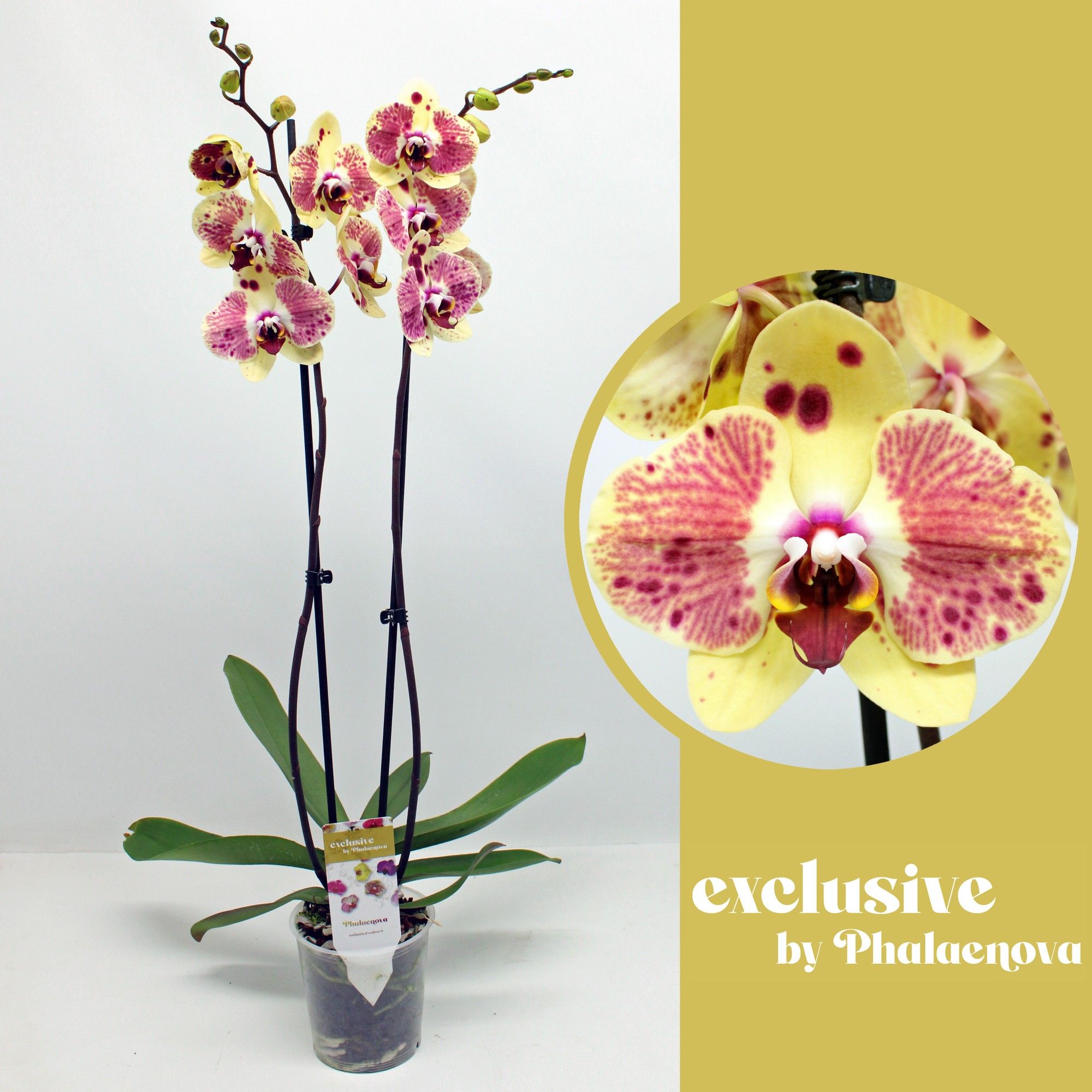 Горшечные цветы и растения оптом Phal 2st Exotic Punch 18+ (phalaenova) от 10шт из Голландии с доставкой по России