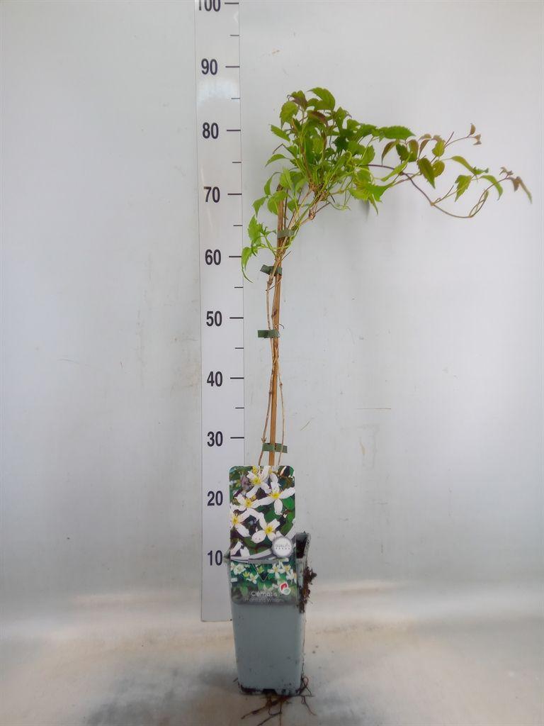 Горшечные цветы и растения оптом Clematis Montana Var. Wilsonii от 10шт из Голландии с доставкой по России