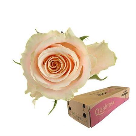 Срезанные цветы оптом Rosa large charmant A от 60шт из Голландии с доставкой по России