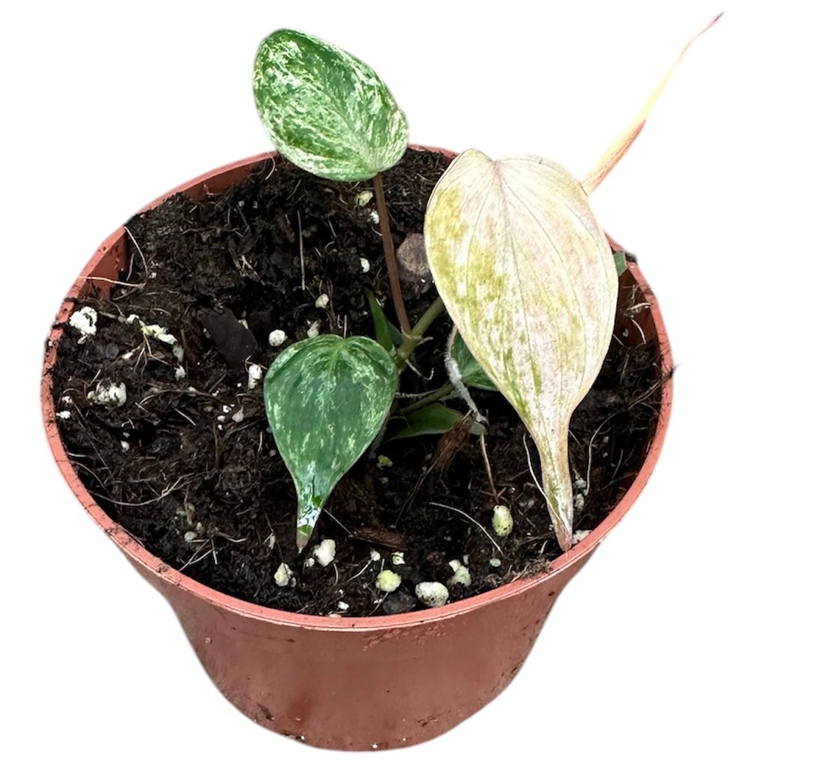 Горшечные цветы и растения оптом Philodendron Micans Marble Variegata от 1шт из Голландии с доставкой по России