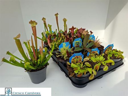 Горшечные цветы и растения оптом Vleeset Pl Gem 6 Srt от 12шт (для телеги) из Голландии с доставкой по России