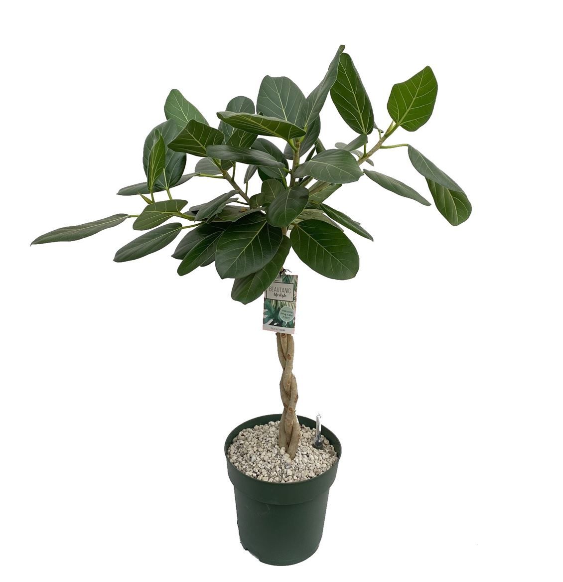 Горшечные цветы и растения оптом Ficus Ben Audrey Twisted Stem от 1шт из Голландии с доставкой по России