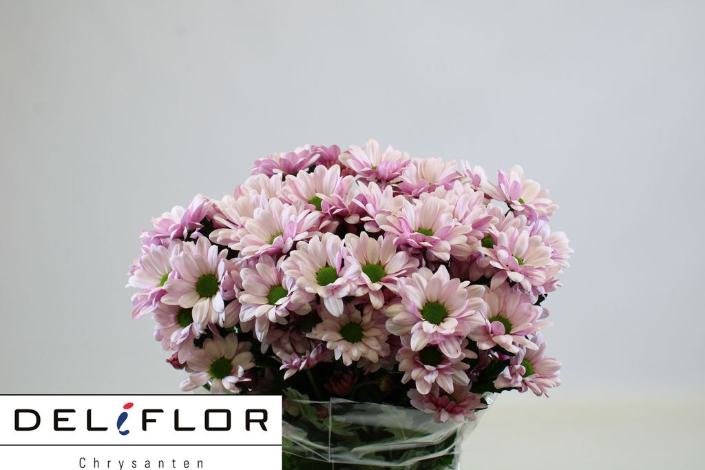 Срезанные цветы оптом Chrys sp light pink от 80шт из Голландии с доставкой по России