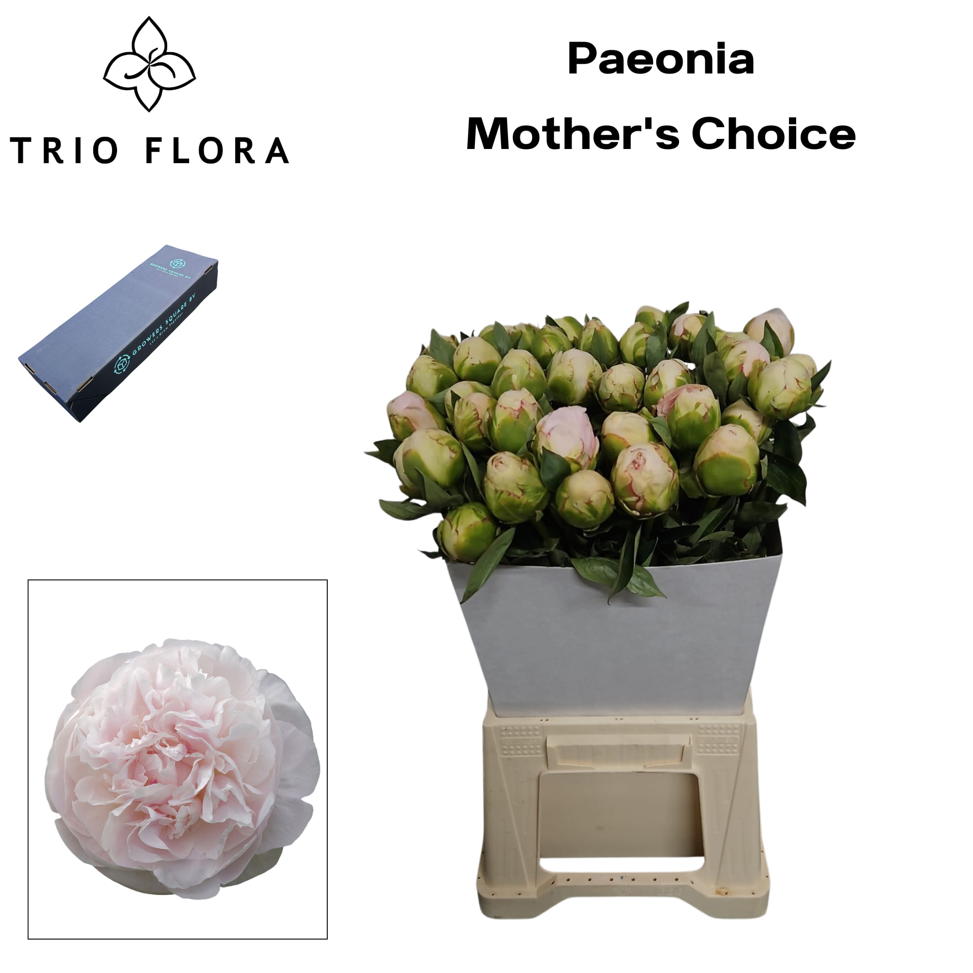 Срезанные цветы оптом Paeonia mothers choice от 120шт из Голландии с доставкой по России