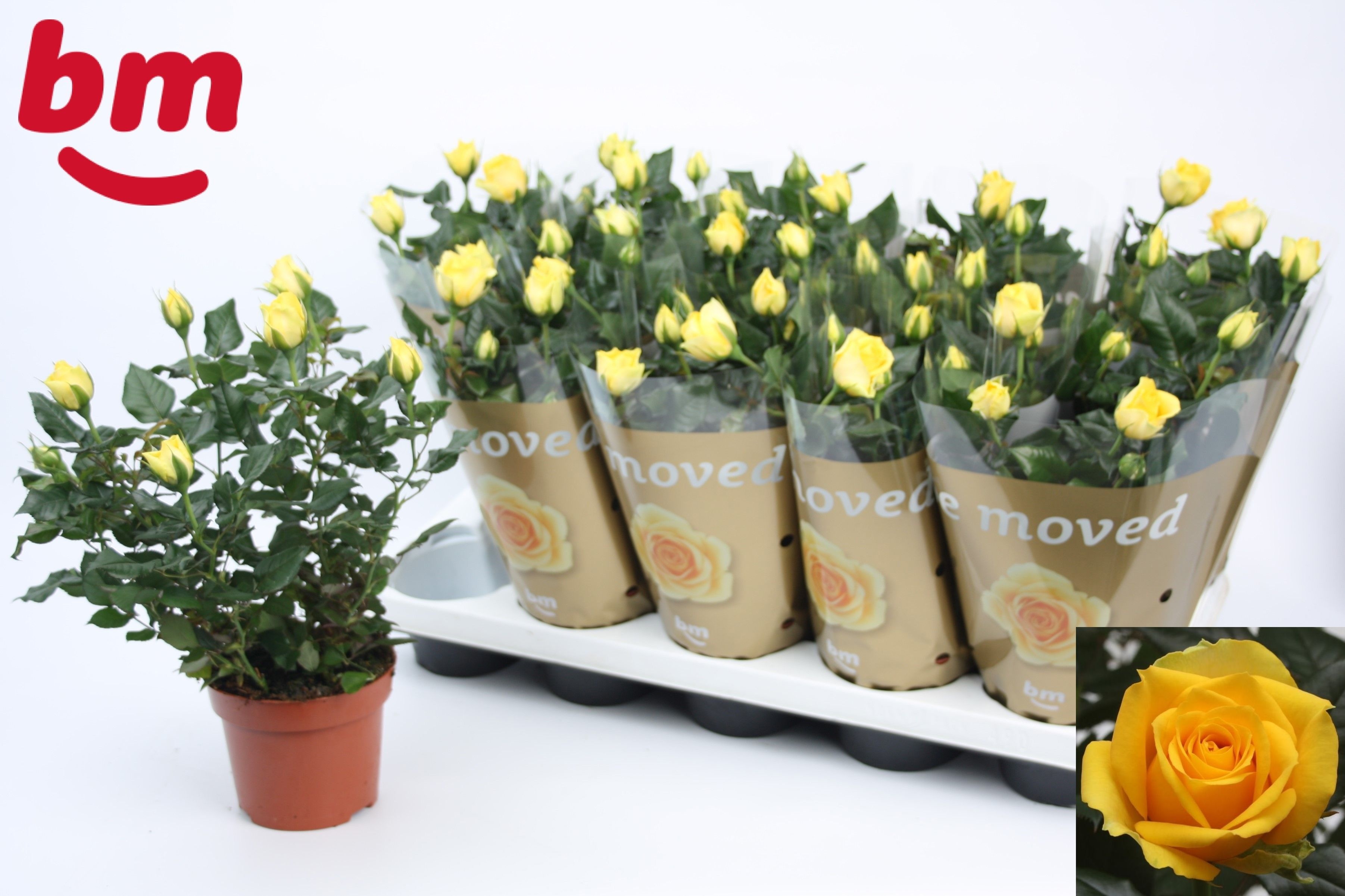 Горшечные цветы и растения оптом Ro Yellow B Monde от 10шт из Голландии с доставкой по России