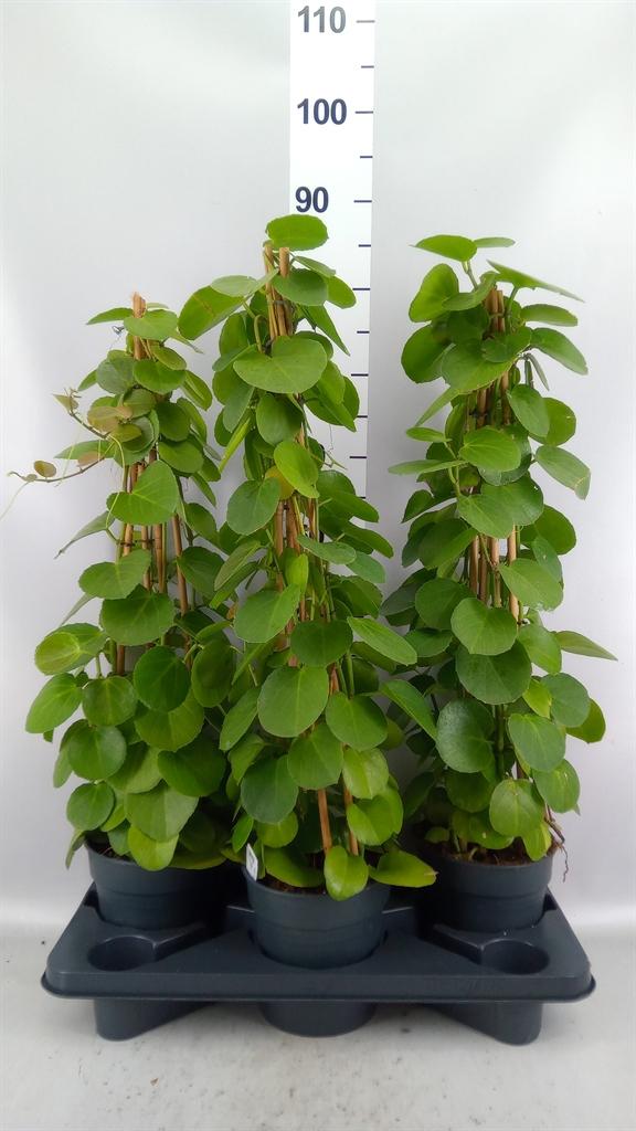 Горшечные цветы и растения оптом Cissus Rotundifolia от 3шт из Голландии с доставкой по России