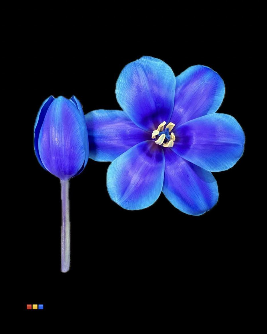 Срезанные цветы оптом Tulipa si paint blue lagoon от 50шт из Голландии с доставкой по России