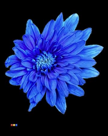 Срезанные цветы оптом Chrys sp paint euro blue dark от 40шт из Голландии с доставкой по России