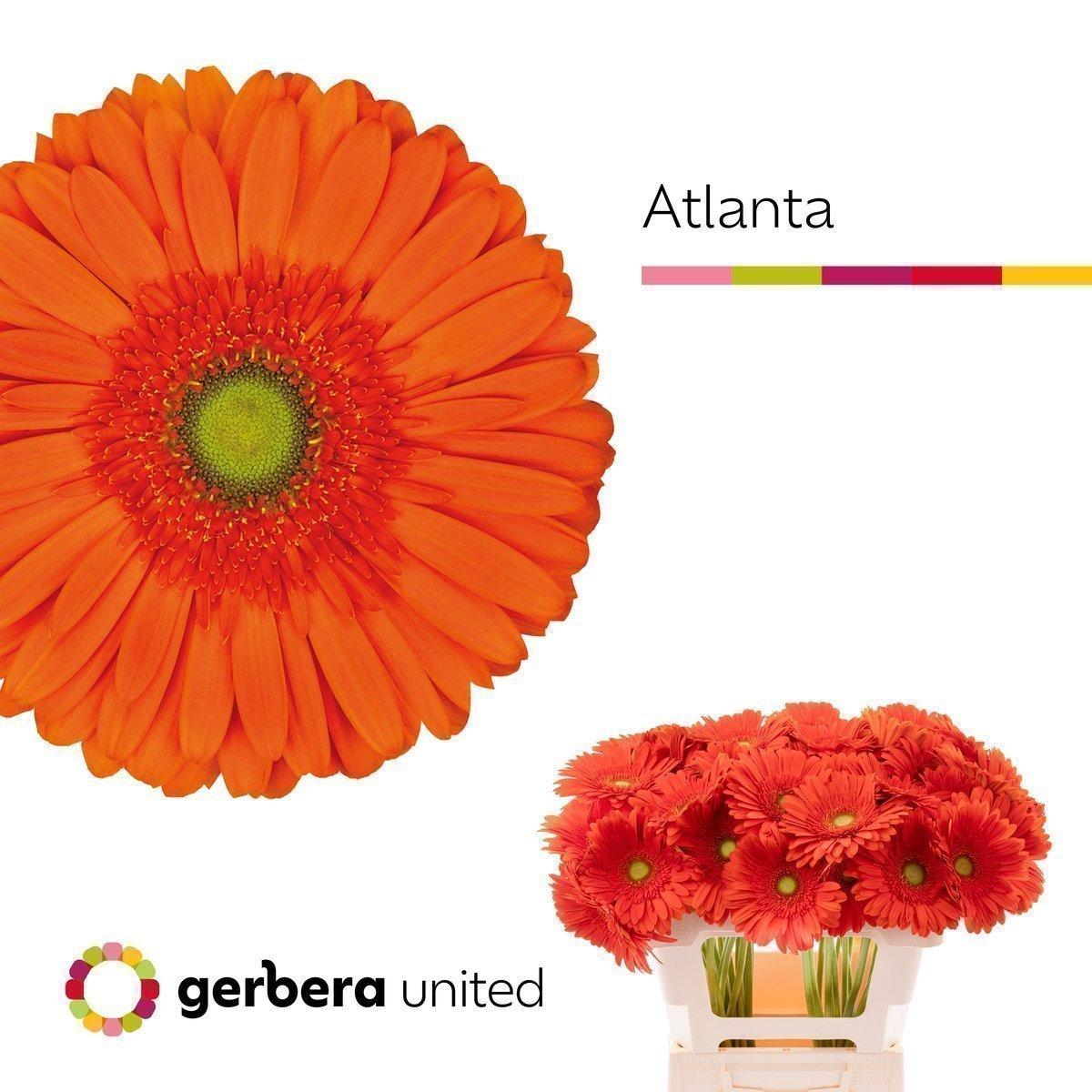 Срезанные цветы оптом Gerbera atlanta A от 50шт из Голландии с доставкой по России