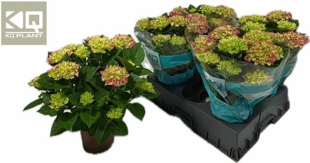 Горшечные цветы и растения оптом Hydr M Hi Ocean от 4шт из Голландии с доставкой по России