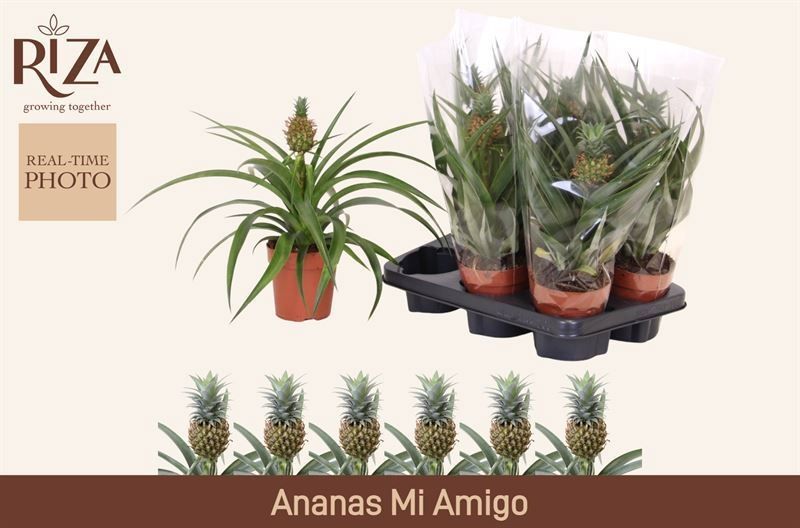Горшечные цветы и растения оптом Ananas Mi Amigo от 6шт из Голландии с доставкой по России