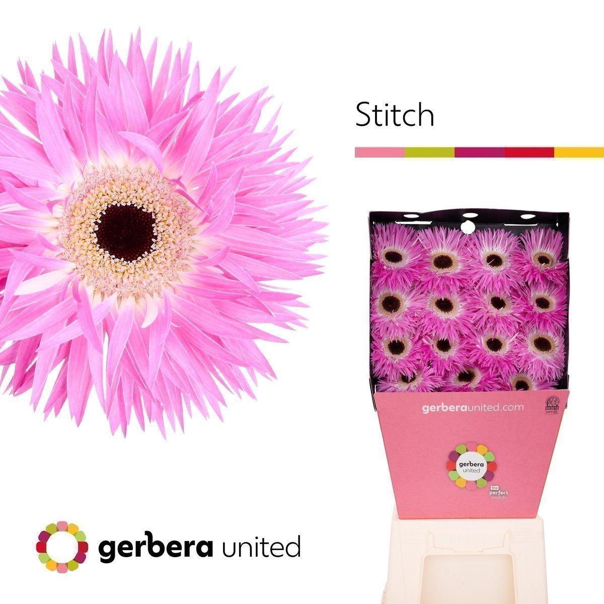 Срезанные цветы оптом Gerbera diamond gerspider stitch A от 15шт из Голландии с доставкой по России