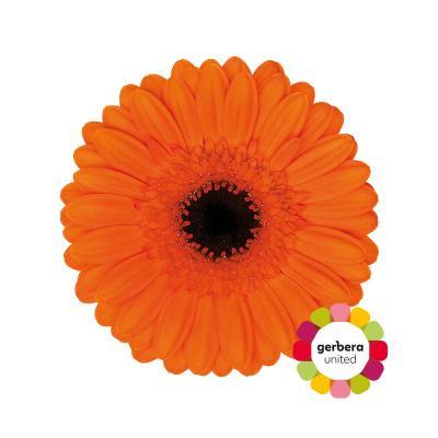 Срезанные цветы оптом Germini diamond caramba от 20шт из Голландии с доставкой по России