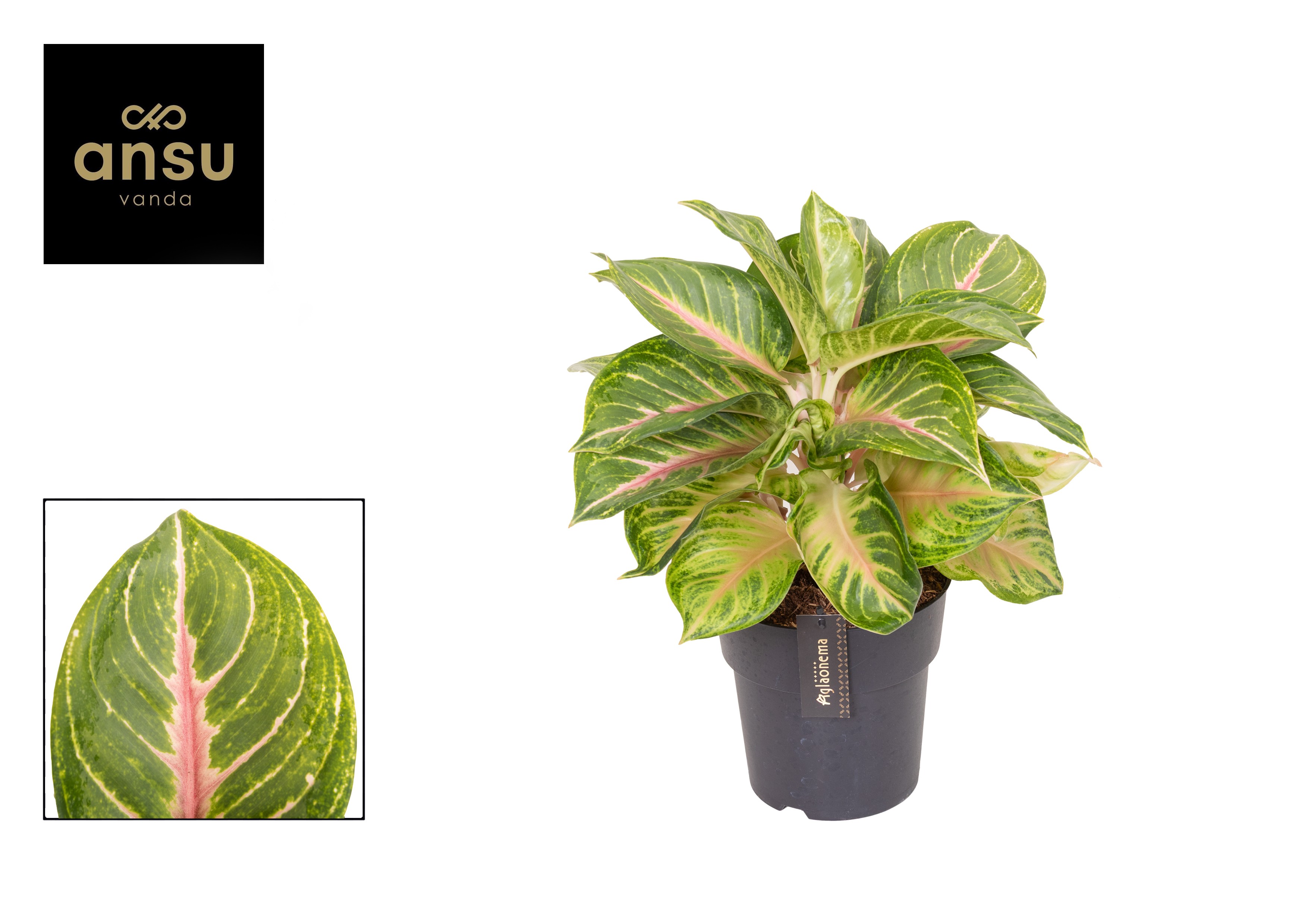 Горшечные цветы и растения оптом Aglaonema Sakura Muchi от 3шт из Голландии с доставкой по России