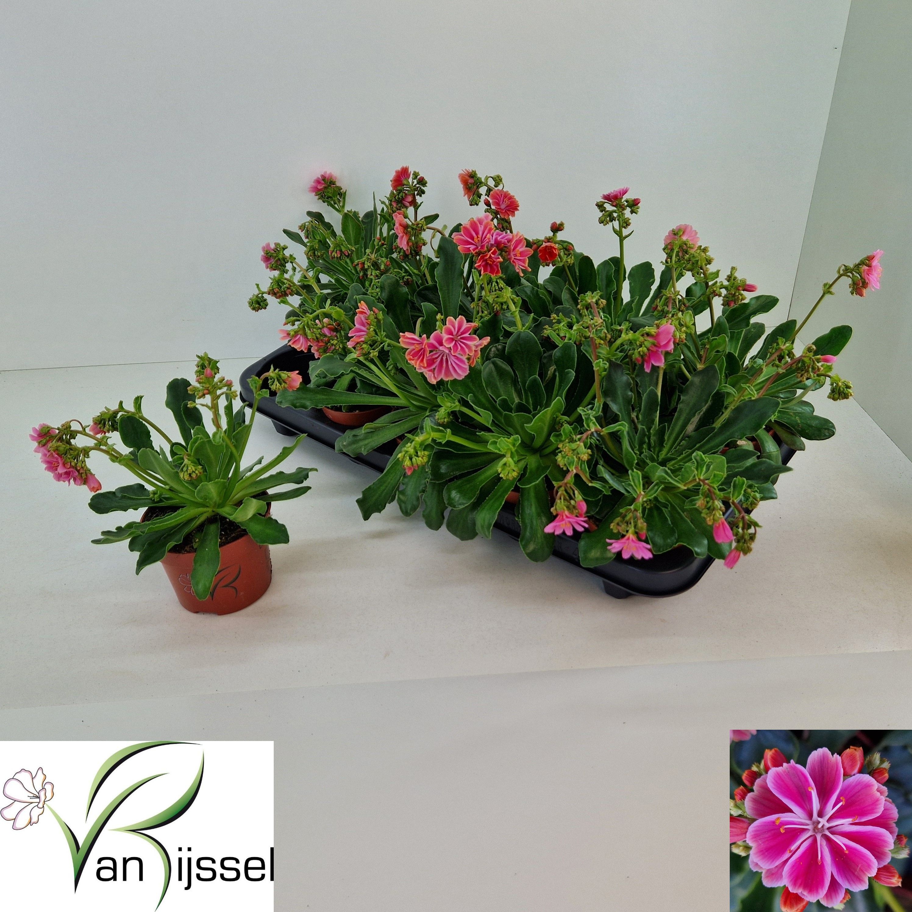 Горшечные цветы и растения оптом Lewi Cotyledon от 10шт из Голландии с доставкой по России