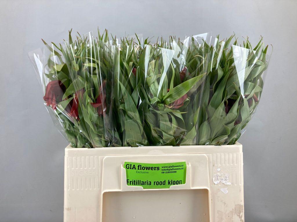 Срезанные цветы оптом Fritillaria red от 30шт из Голландии с доставкой по России