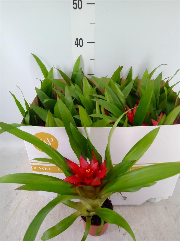 Горшечные цветы и растения оптом Guzmania Blitz от 11шт (для телеги) из Голландии с доставкой по России