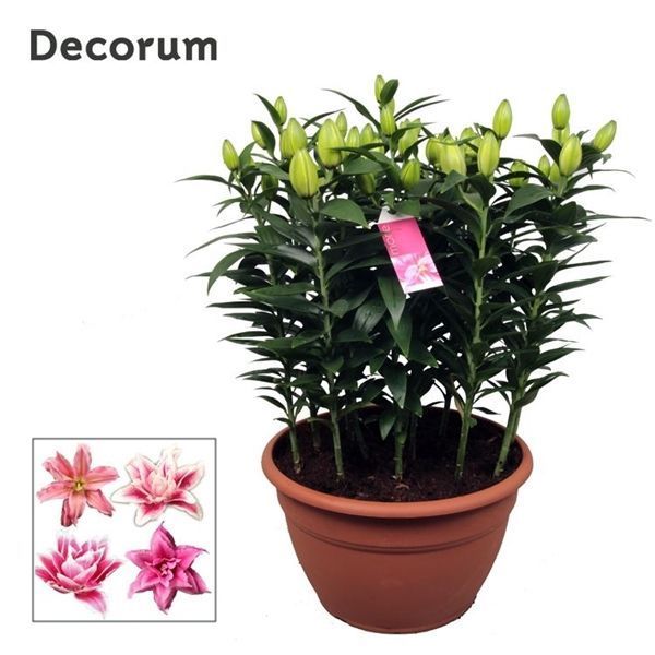 Горшечные цветы и растения оптом Lilium Or Roselily Pink Xl 15pp (decorum) от 1шт из Голландии с доставкой по России