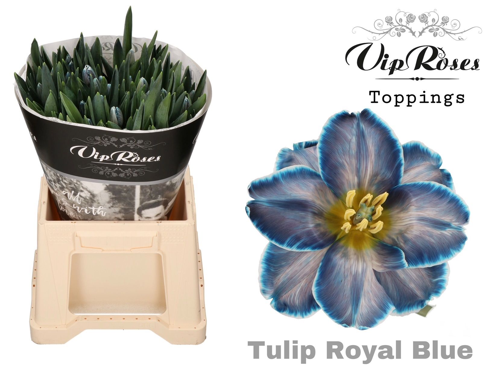 Срезанные цветы оптом Tulipa si paint royal blue от 50шт из Голландии с доставкой по России