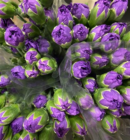 Срезанные цветы оптом Dianthus sp florigene moonberry от 100шт.. из Голландии с доставкой по России