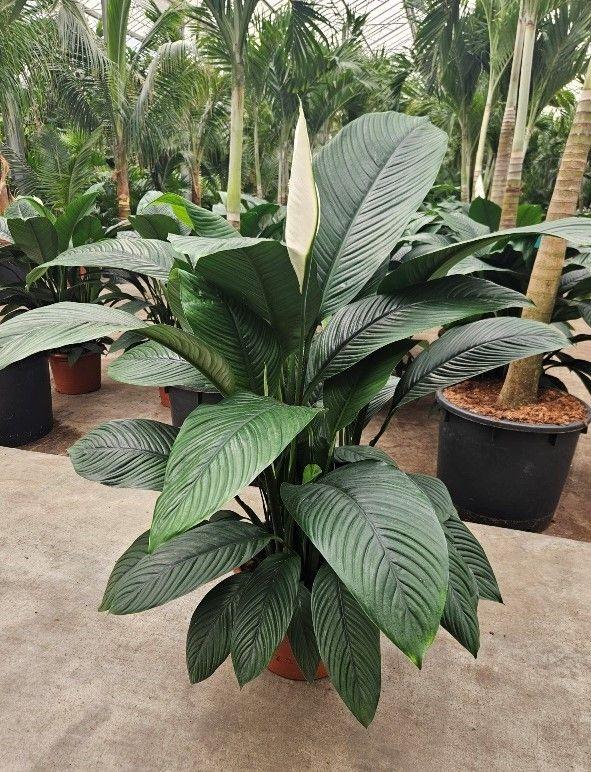 Горшечные цветы и растения оптом Spath Sensation от 1шт из Голландии с доставкой по России