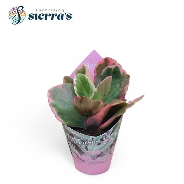Горшечные цветы и растения оптом Kalanchoe Variagata Multicolor (sierra) от 14шт (для телеги) из Голландии с доставкой по России