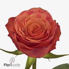 Срезанные цветы оптом Rosa la devoted от 40шт из Голландии с доставкой по России