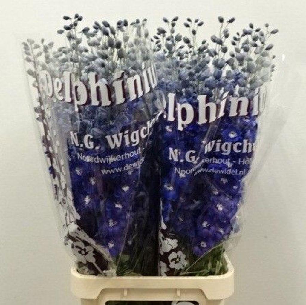 Срезанные цветы оптом Delphinium el du dewi blue star от 40шт из Голландии с доставкой по России