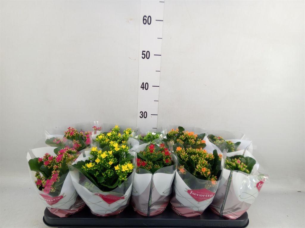 Горшечные цветы и растения оптом Kalanchoe Blos.   ..mix 6 от 10шт из Голландии с доставкой по России