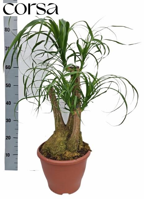 Горшечные цветы и растения оптом Beaucarnea Recur от 1шт из Голландии с доставкой по России