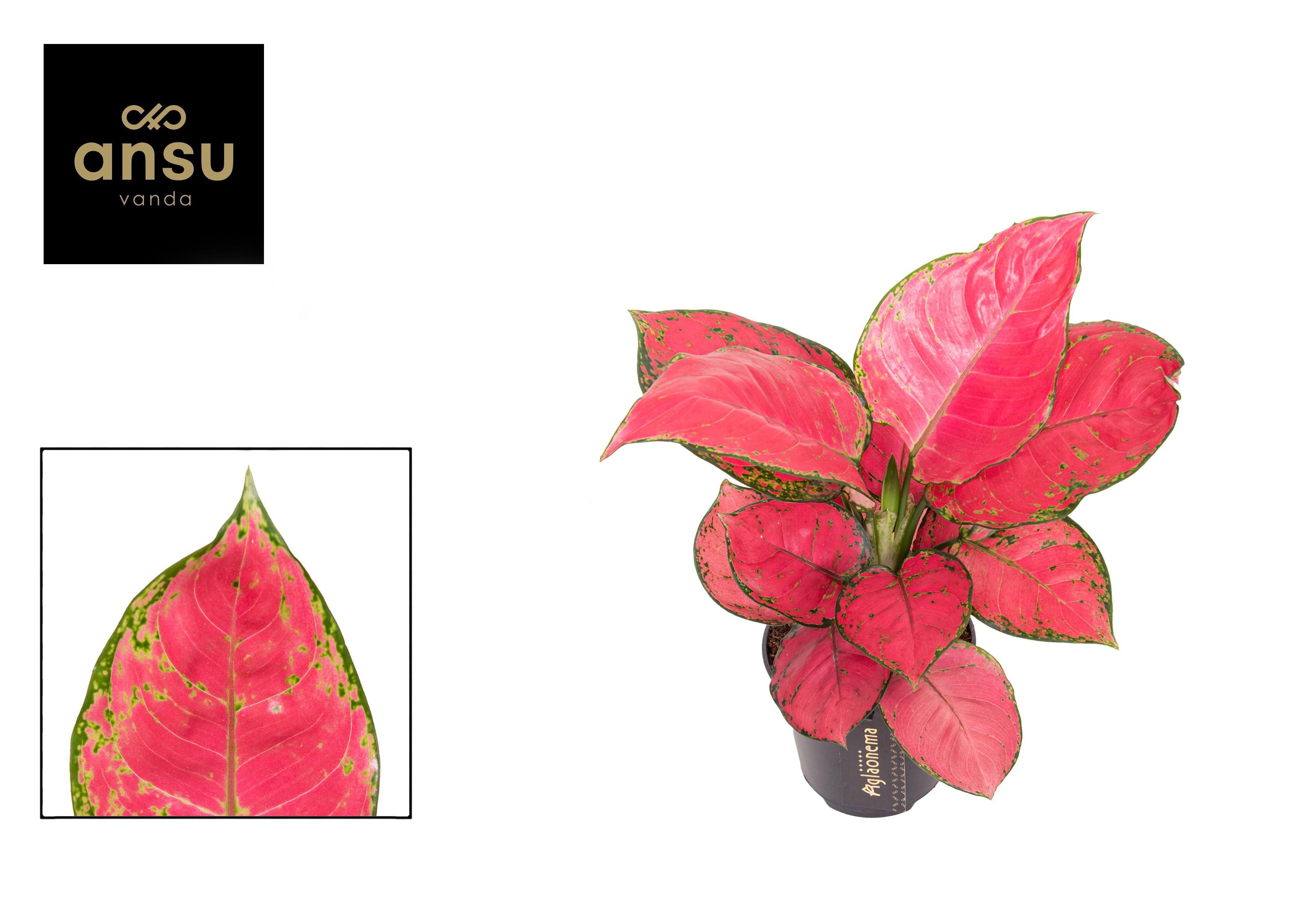 Горшечные цветы и растения оптом Aglaonema Red Joy от 6шт из Голландии с доставкой по России