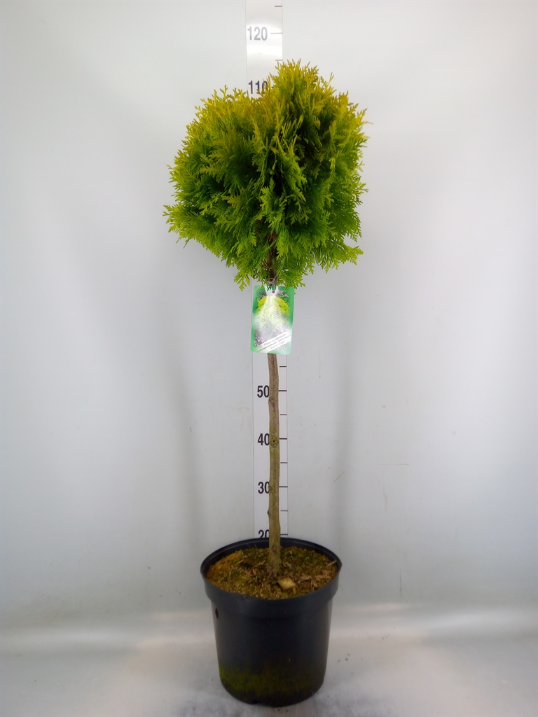 Горшечные цветы и растения оптом Thuja Occid. от 1шт из Голландии с доставкой по России