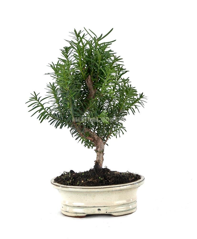 Горшечные цветы и растения оптом Taxus Mixk от 5шт из Голландии с доставкой по России