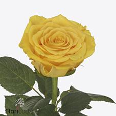 Срезанные цветы оптом Rosa large bahama от 60шт из Голландии с доставкой по России