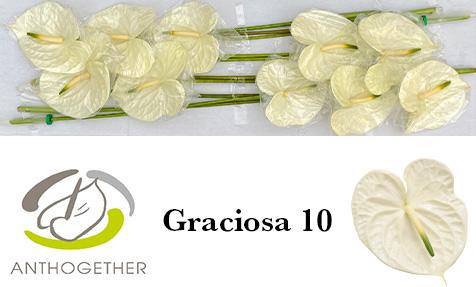 Срезанные цветы оптом Anthurium graciosa от 10шт. из Голландии с доставкой по России