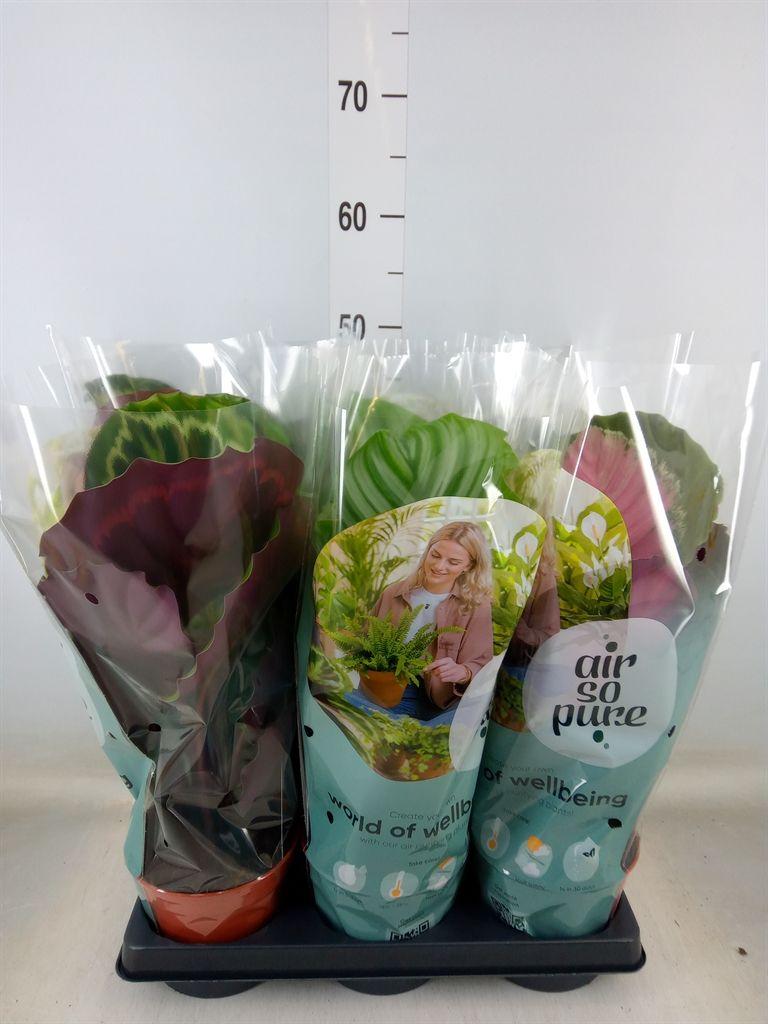 Горшечные цветы и растения оптом Calathea Roseopicta   ...mix от 6шт из Голландии с доставкой по России