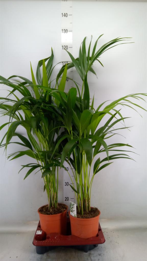 Горшечные цветы и растения оптом Howea Forsteriana от 2шт из Голландии с доставкой по России