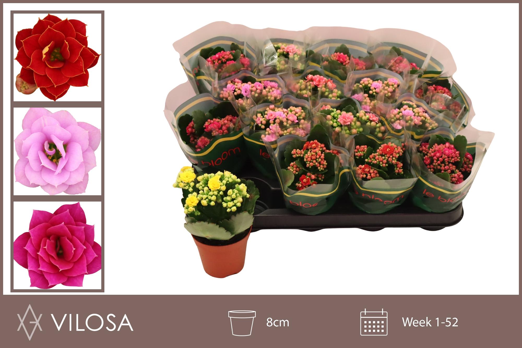 Горшечные цветы и растения оптом Kal Ge Gem 5 Kl от 16шт (для телеги) из Голландии с доставкой по России