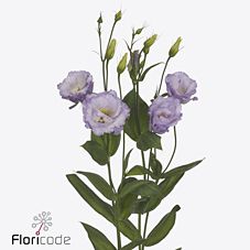 Срезанные цветы оптом Lisianthus do stracciatella lavender от 20шт из Голландии с доставкой по России