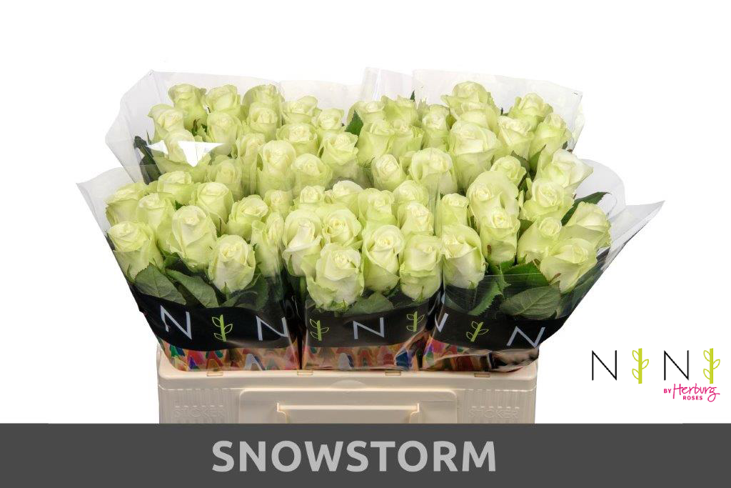 Срезанные цветы оптом Rosa large snowstorm+ от 80шт из Голландии с доставкой по России