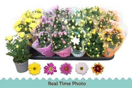 Горшечные цветы и растения оптом Chrysant Mix от 18шт из Голландии с доставкой по России