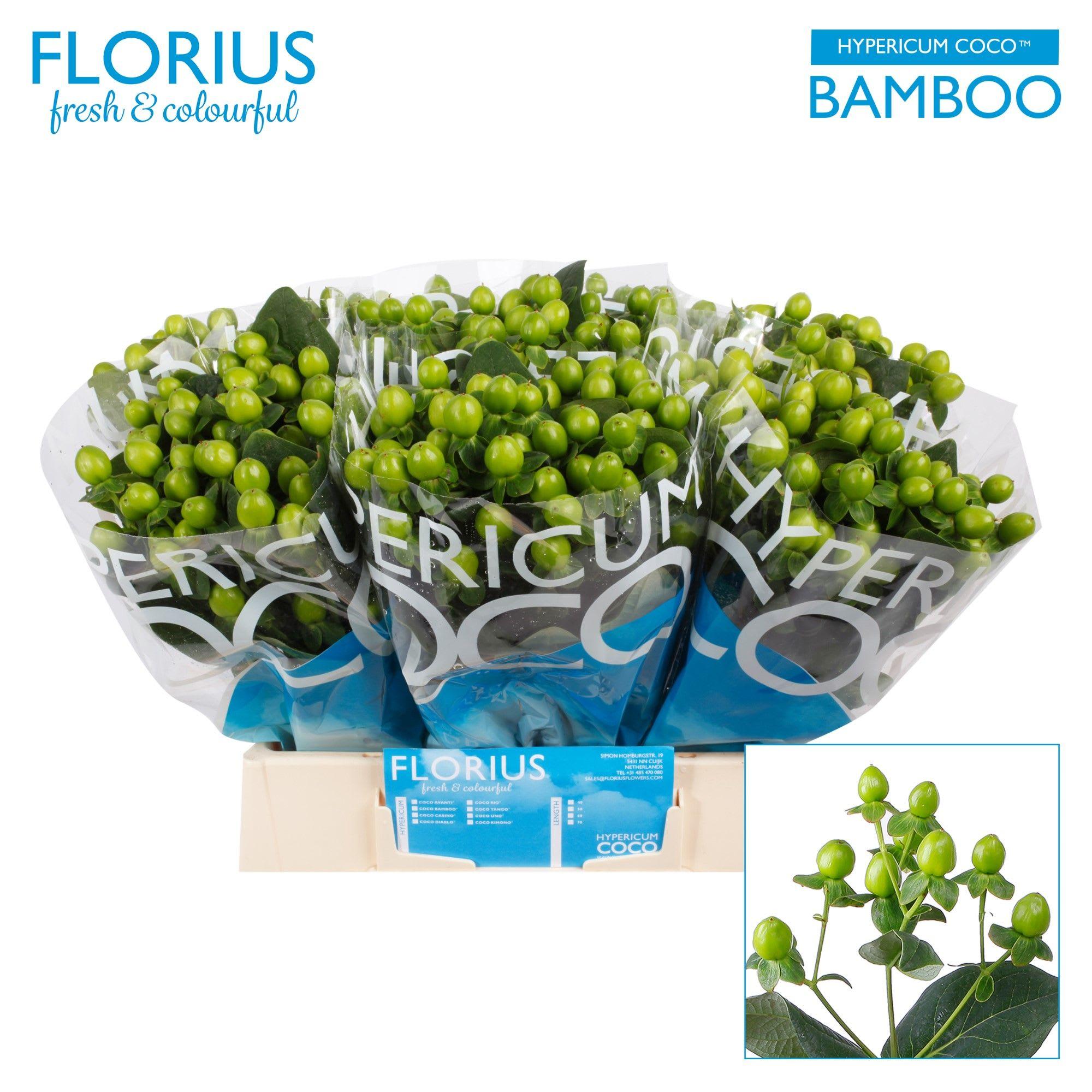 Срезанные цветы оптом Hypericum coco bamboo от 80шт из Голландии с доставкой по России