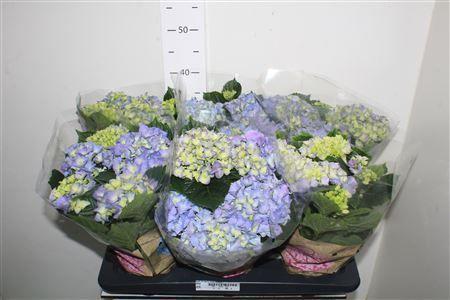 Горшечные цветы и растения оптом Hydr M Early Blue 6+ от 6шт из Голландии с доставкой по России