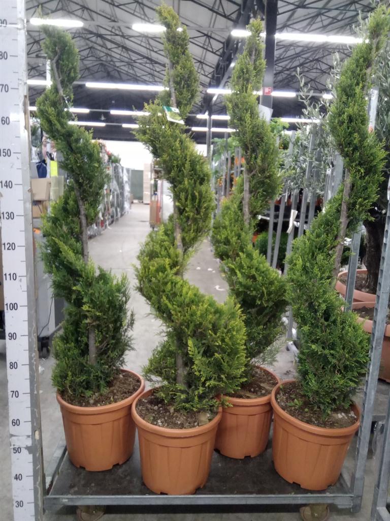 Горшечные цветы и растения оптом Xcupressocyparis Ley.   ... от 1шт из Голландии с доставкой по России